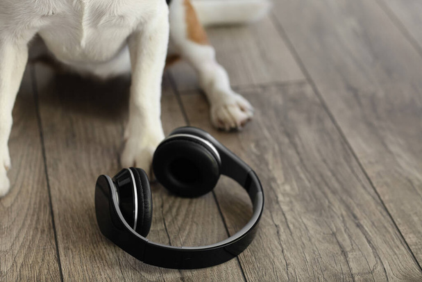 Cute dog with headphones at home - Photo, Image