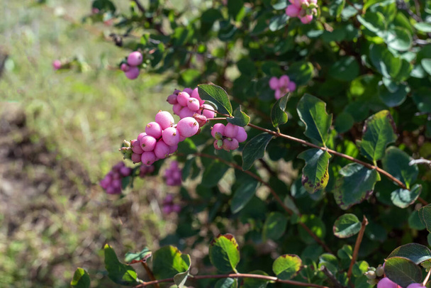 Ροζ φρούτα σε ένα κλαδί του Συμφορικάρπου στον κήπο. - Φωτογραφία, εικόνα