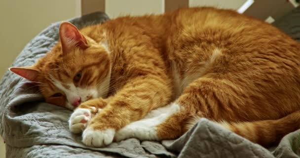 Słodki rudy kot leżący na kanapie. Pojęcie szczęśliwych kotów uroczych zwierzaków - Materiał filmowy, wideo