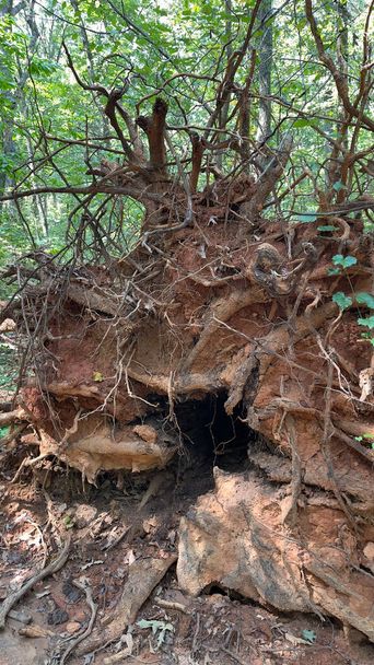 Špinavá pěšina s obrovskými stromy a vykořeněnými kořeny na stezce s Atlantou za slunečného jarního dne září 2021 - Fotografie, Obrázek