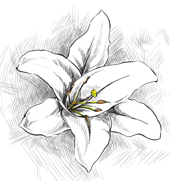 White lily - Διάνυσμα, εικόνα