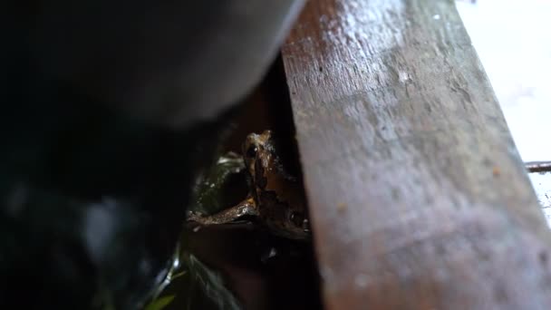 Żaba bulwiasta Kaloulas płacze w stawie wodnym po zatrzymaniu deszczu. - Materiał filmowy, wideo