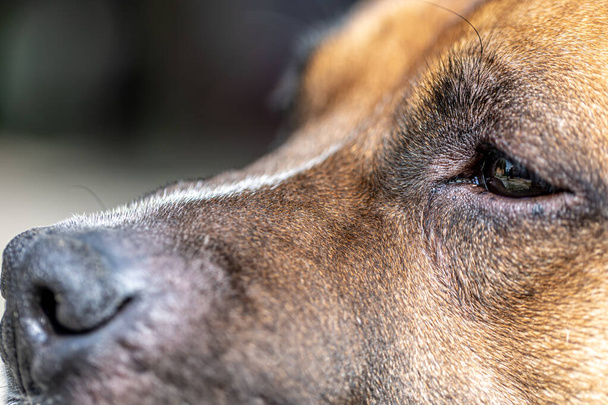 Primer plano de la nariz de un perro, parte de un retrato de un labrador retriever. - Foto, imagen