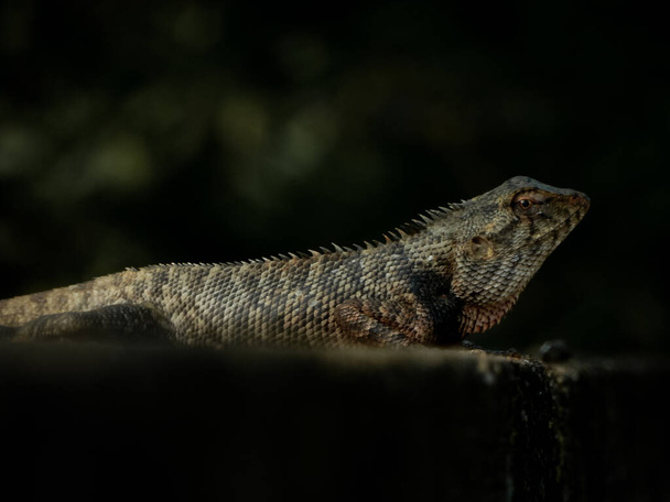 A closeup shot of a lizard among green leaves on a dark background - Zdjęcie, obraz
