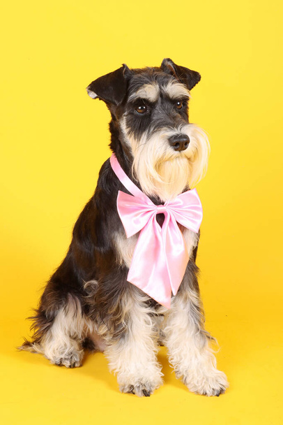 miniature schnauzer with pink bow, sitting on a yellow background  - Fotoğraf, Görsel