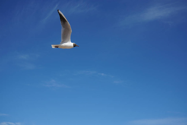seagull flying against the blue sky. - Fotoğraf, Görsel