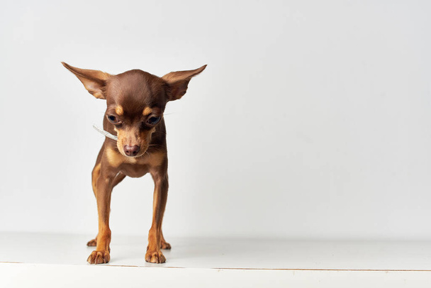 kleine hond stamboom schattig look geïsoleerde achtergrond - Foto, afbeelding