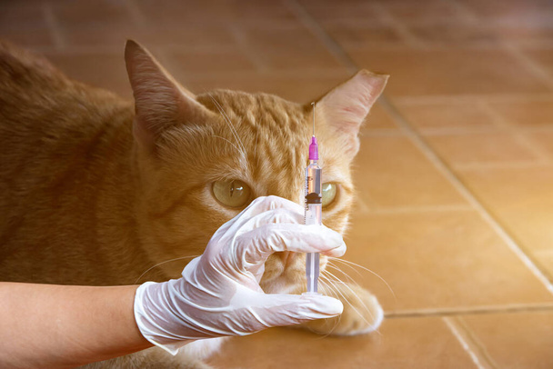 Eläinlääkärit pitävät ruiskua valmiina rokotusta varten, eläinlääkäri kotona antaa ruiskeen sairaalle äk - Valokuva, kuva