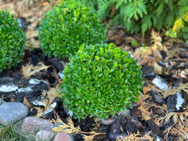 Yuvarlak yeşil Buxus. Boxwood yetiştiriyorum. Süslü çalılar. - Fotoğraf, Görsel