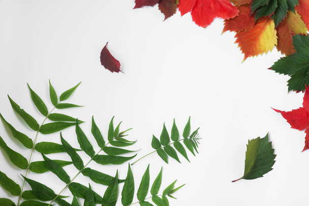 Осенняя открытка. Желтые, яркие листья на белом фоне. Осенняя текстура из виноградных листьев разных цветов. Место для смс. Копировальное пространство, плоская планировка - Фото, изображение