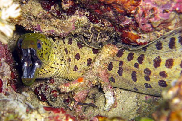Fimbriated Moray Eel (Gymnothorax Fimbriatus) on the ground in the filipino sea 2.1.2012 - Photo, image