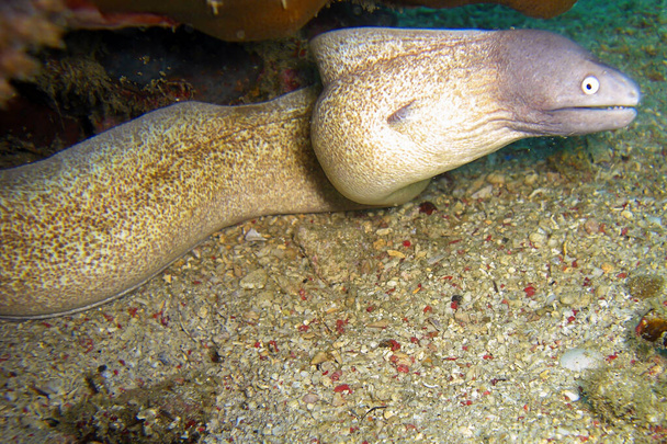 White Eyed Moray Eel (Siderea Thyrsoidea) en el suelo en el mar filipino 31.12.2011 - Foto, Imagen