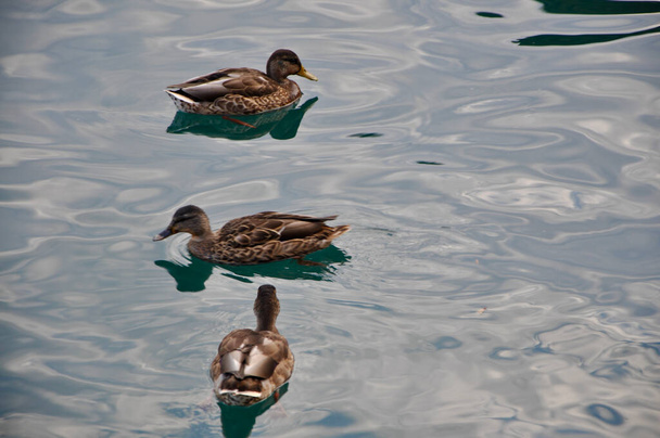 Ducks floating on the blue water of Adriatic Sea close-up. Female mallard ducks floating on the water. - Valokuva, kuva