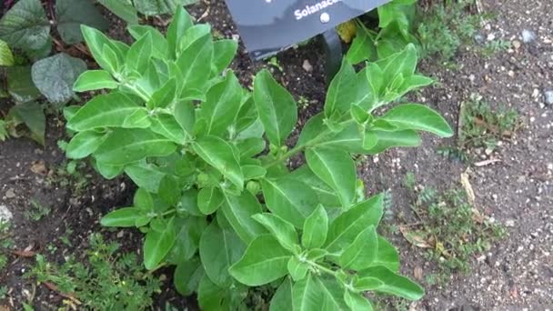 Withania somnifera (Ashwagandha) vált az egyik legnépszerűbb ayurvédikus gyógynövények a nyugati világban. Indiai ginzeng, mérgezett egres, vagy téli cseresznye egy növény a Solanaceae családban. - Felvétel, videó