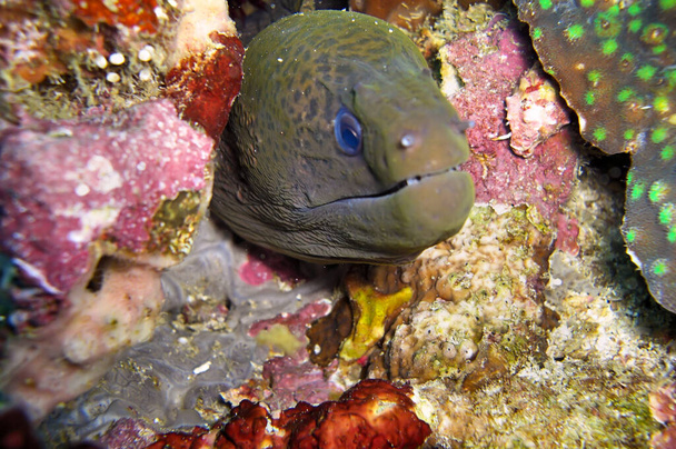 Unknown Moray Eel (Gymnothorax) is protruding from the bottom in the filipino sea November 19, 2010 - Photo, Image