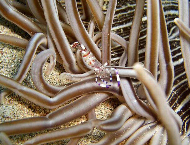 Krewetka Anemone na ziemi w morzu filipino styczeń 13, 2012 - Zdjęcie, obraz