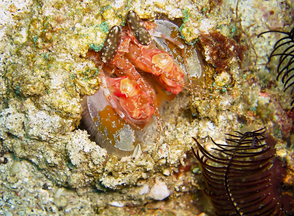 Mantis Shrimp (Odontodactylus Scyllarus) a terra nel mare filippino 18 gennaio 2012 - Foto, immagini