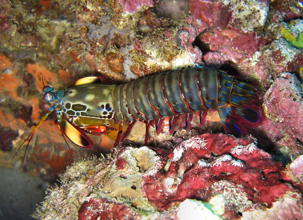 Colorful Mantis Shrimp (Odontodactylus Scyllarus) a terra nel mare di Filipino 19 novembre 2010 - Foto, immagini