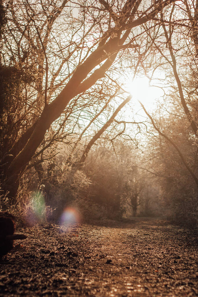 Footpath in late autumn with sunbeams - Photo, Image