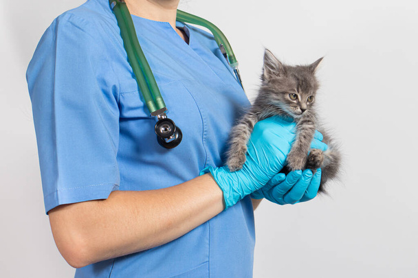 Veterinární lékař koček pro zvířata v lékařské uniformě a rukavice drží malé kotě. Veterinární klinika. kopírovat prostor pro text. - Fotografie, Obrázek