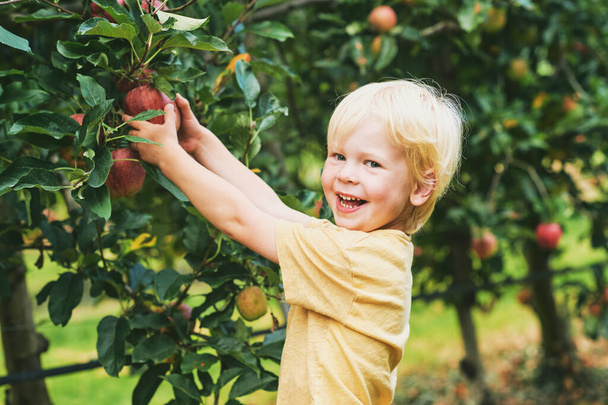 Ευτυχισμένο αγοράκι που μαζεύει μήλα σε οπωρώνες, βιολογικά τρόφιμα για παιδιά - Φωτογραφία, εικόνα