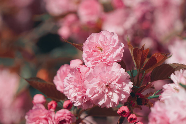 beautiful pink flowers in spring seaon - Fotoğraf, Görsel