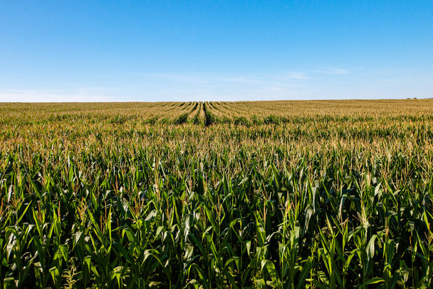 Wisconsin maïsveld met een blauwe lucht begin september, horizontaal - Foto, afbeelding