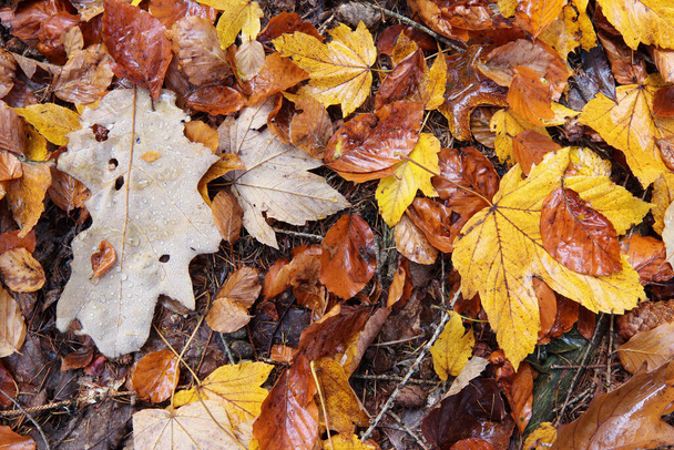Влажные осенние листья на земле - Фото, изображение