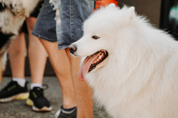 Samoyed laika photography. White Samoyed among the crowd of people. Urban space for pets. Hot summer day - Фото, зображення