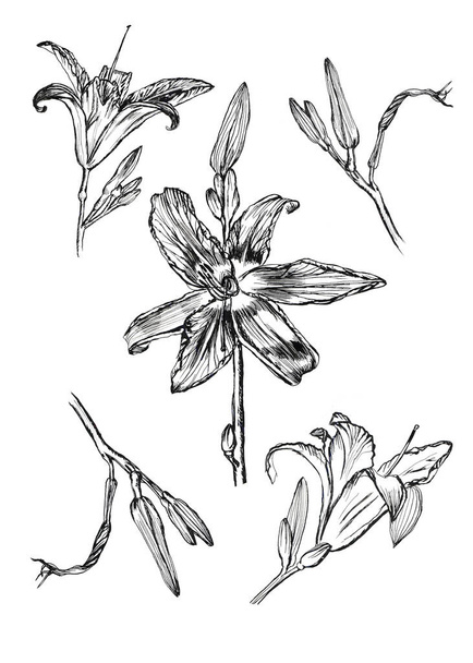 hand drawn ink drawing lily .set of different parts and - Photo, image