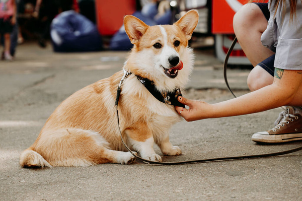 A beautiful Corgi dog. Happy pet, portrait of a golden corgi. Pet training, dog show, dog food concept - Fotó, kép
