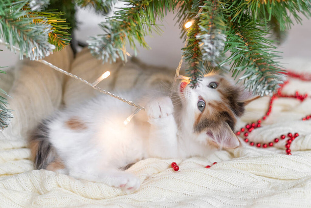 little cute funny kitten cat playing with new year decorations on the background of the christmas tree new year and christmas concept - Foto, afbeelding