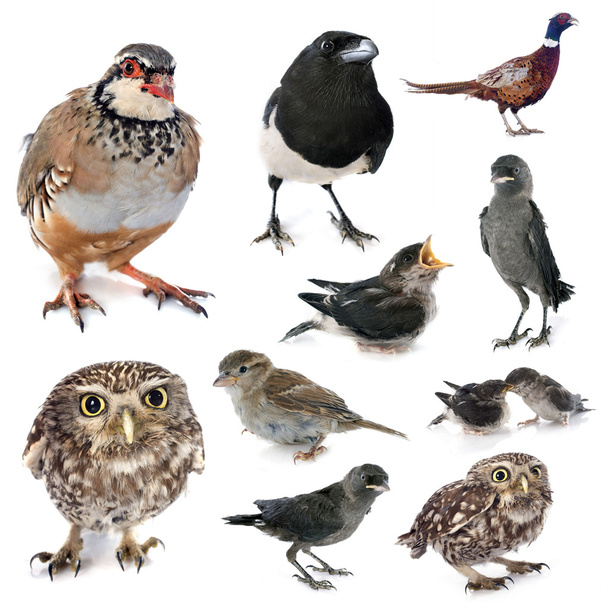a vadon élő madarak csoport - Fotó, kép