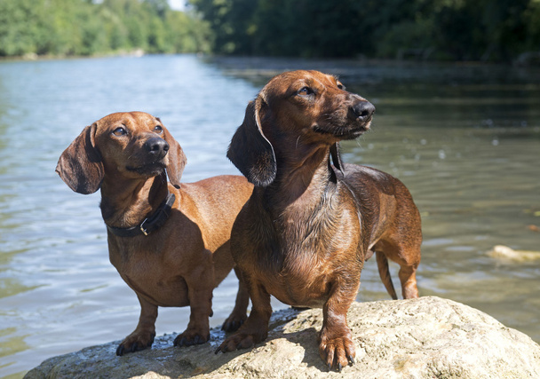 two dachshunds - Photo, Image