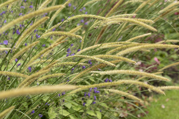 Stunning close up image of ornamental grass African Feather grass Pennisetum Macrorum in English country garden landscape using selective focus - Photo, Image