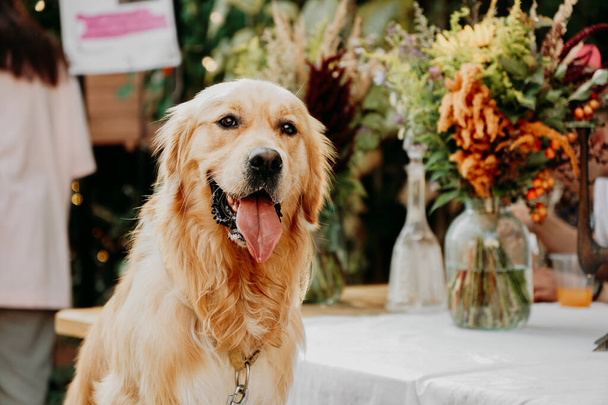Golden retriever. Portrait of a happy pet at Dogmarket in the urban space for events. Summer sunny day - Фото, зображення