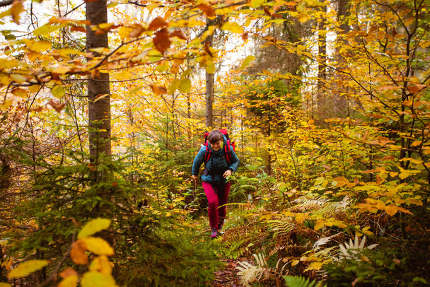 The woman hiker enjoys traveling in autumn forest - Fotoğraf, Görsel