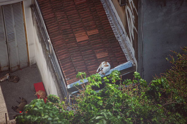 cat sleeping on the roof of the house - 写真・画像