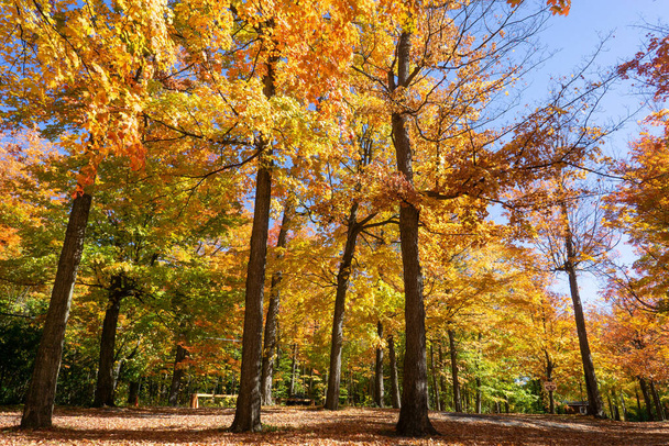 A scenic view of trees covered in colorful leaves in a forest during autumn - Foto, afbeelding