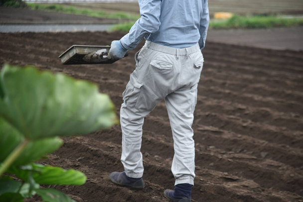 Un agricultor plantando plántulas de brócoli. Otoño agricultura escena. - Foto, imagen