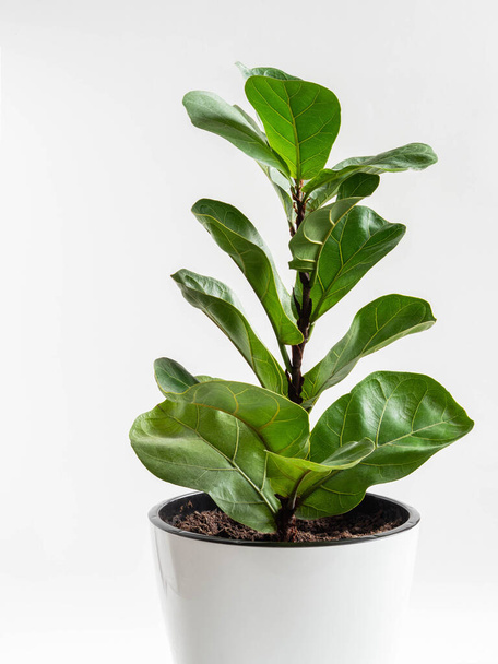 Ficus lirata bombino im weißen Topf auf weißem Hintergrund. Minimales Zimmerpflanzenkonzept. Frontansicht. Kopierraum. - Foto, Bild