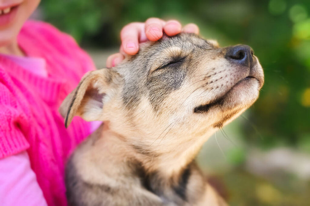 Cabeça de um filhote de cachorro satisfeito com olhos enterrados em prazer nas mãos de uma criança - Foto, Imagem