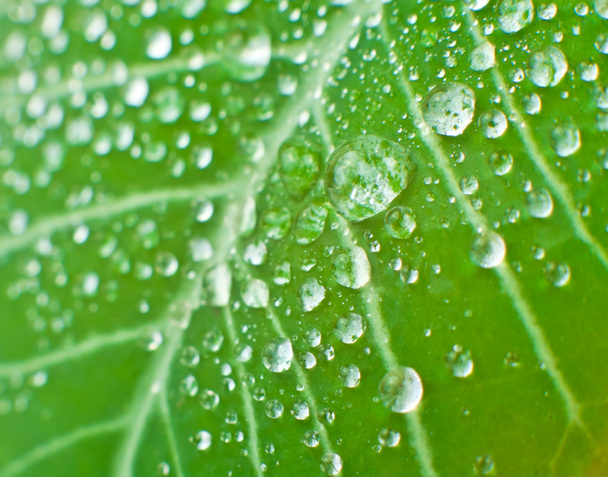 Drops on a leaf - Valokuva, kuva