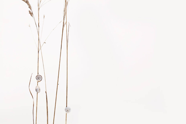 Pure white Minimalits style background. Copy space - 写真・画像