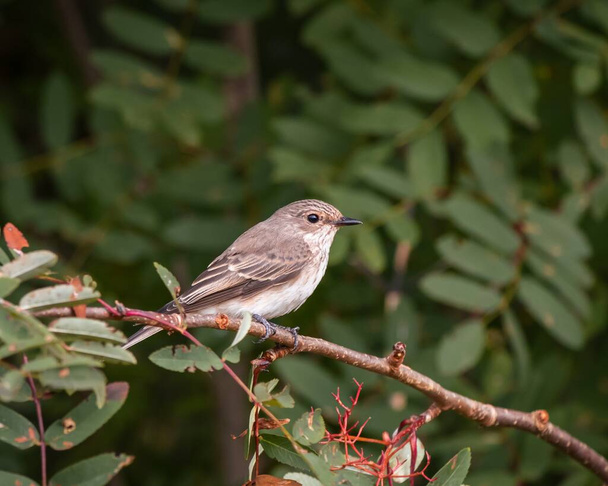 Retrato de pássaro Flycatcher manchado em ramos rowan. Vida selvagem, observação de pássaros - Foto, Imagem
