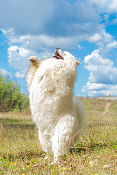 Samoyed. White fluffy dog outdoors in summer. - Photo, Image