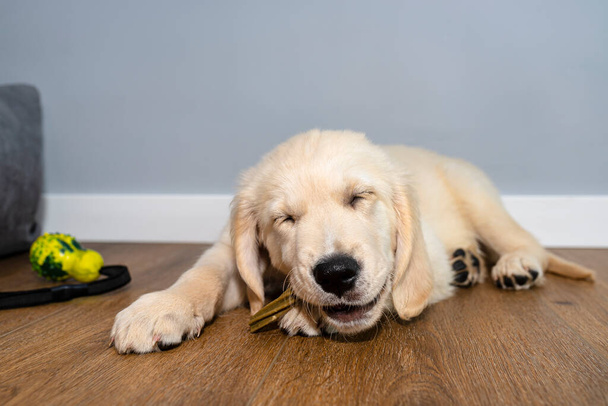 Мужчина золотистый ретривер щенок ест кость, чтобы очистить зубы на современных виниловых панелей в гостиной, собака закрыла глаза. - Фото, изображение
