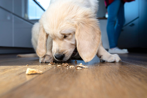 Мужчина золотистый ретривер щенок ест собачье угощение из современных виниловых досок в гостиной дома. - Фото, изображение