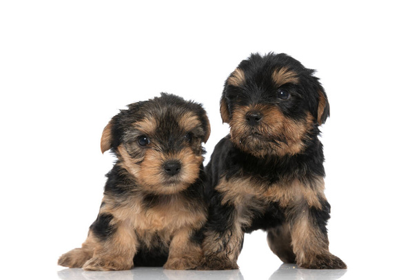 two cute yorkshire terrier dogs looking one way and the other on white background - Photo, Image