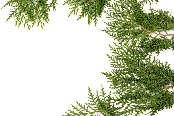 Winter greenery border with cedar cypress leylandii leaves & pine cones on  white background. Natural flora for the Christmas & New Year season Stock  Photo - Alamy